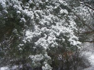 Winterbild